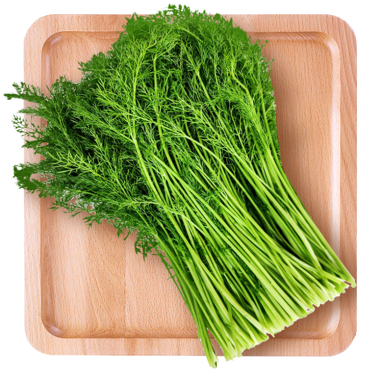 茴香菜是什么