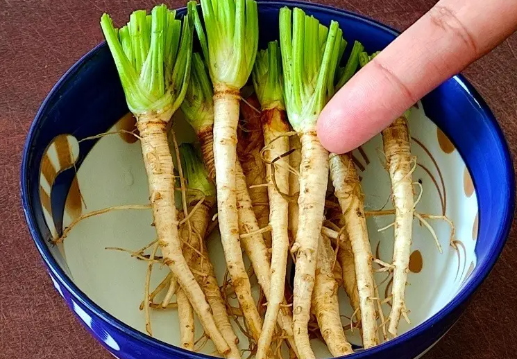 香菜根煮水的功效