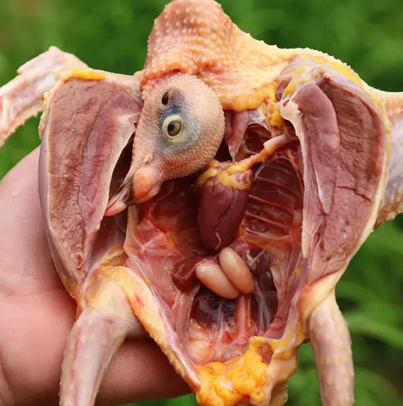 鸽子肉的做法大全
