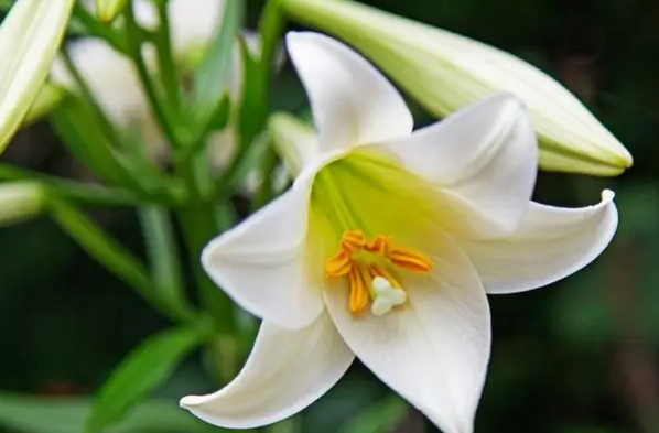 香水百合的花语是什么