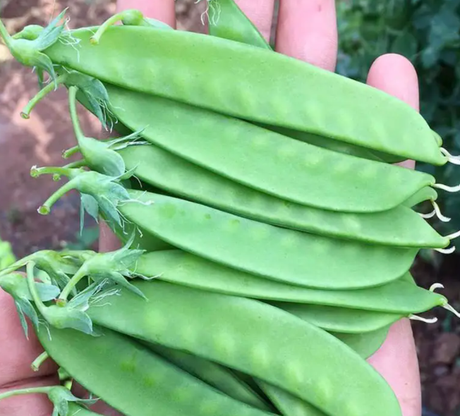 荷兰豆的营养价值