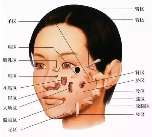 臉上各部位長痘痘圖解 找到根源才能解決問題