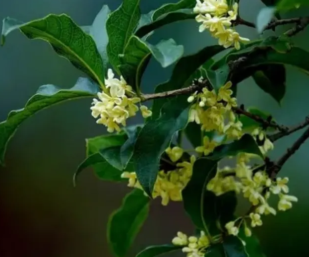 桂花树的种植与生长习性