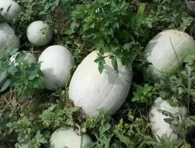 三白瓜的功效和作用
