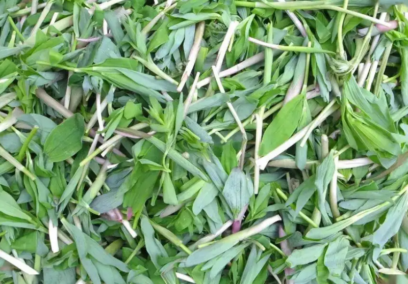 东北山野菜的做法