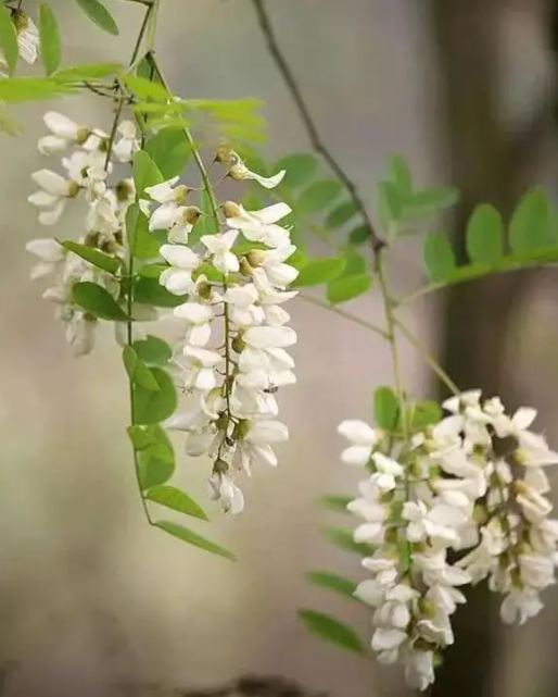 洋槐花的做法