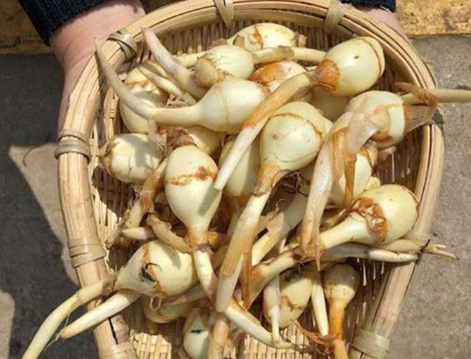 慈菇的功效与作用