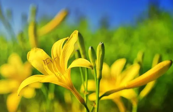 黄花菜的做法
