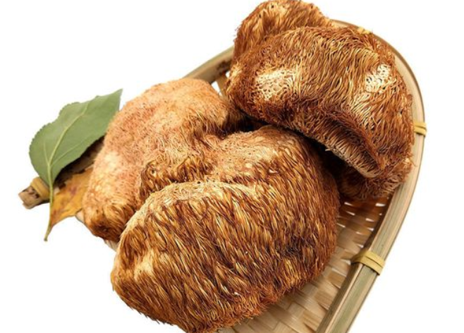 野生猴头菇的功效
