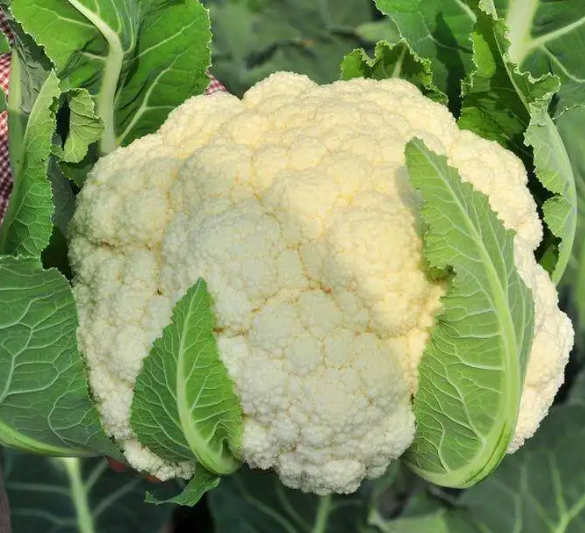 花椰菜的营养价值