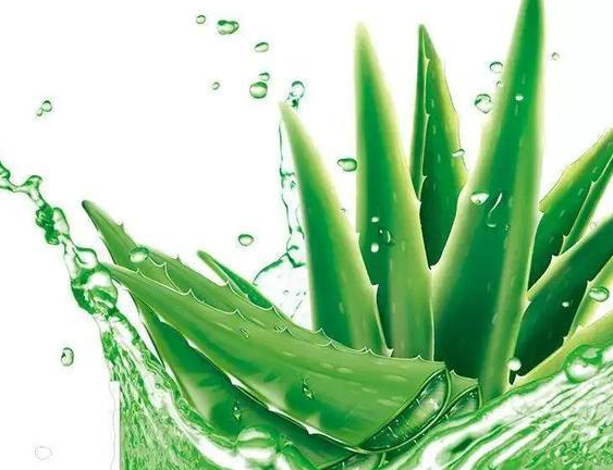 芦荟水可以当爽肤水用吗 芦荟水的正确使用方法
