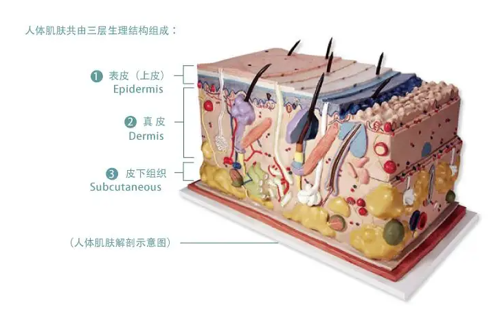 彩光嫩肤的美白效果