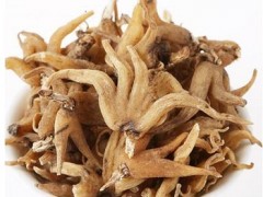 手掌参的功效与作用及食用方法 详解手掌参三大功效