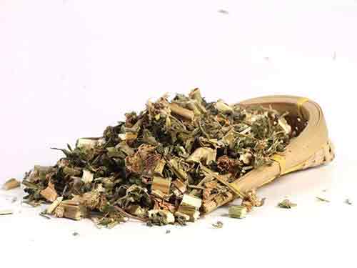 益母草