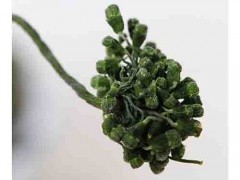 金立华山参花