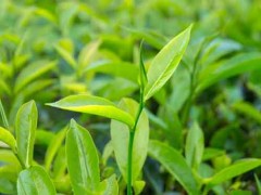茶树精油祛斑 茶树精油有美白肌肤的效果吗