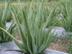 如何自制库拉索芦荟面膜