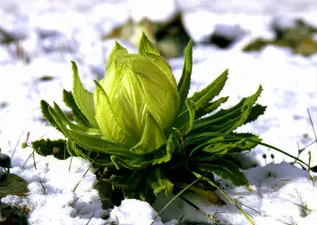 雪莲花的功效与作用 雪莲花泡酒的功效 