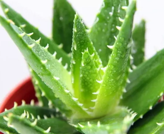 芦荟的作用和功效 芦荟的4大作用