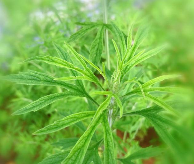 益母草的作用及功效 益母草的吃法