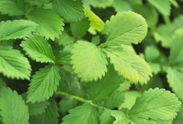 仙鹤草的功效与作用 仙鹤草可以治疗什么疾病