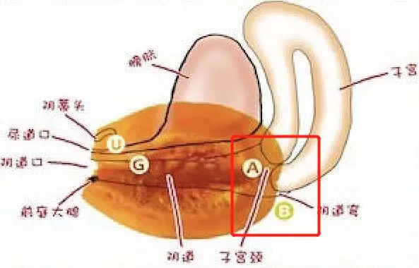 女性a点身体图片