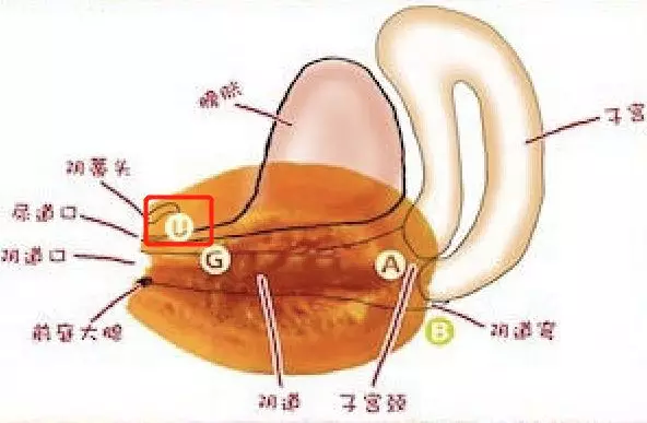 U点高潮