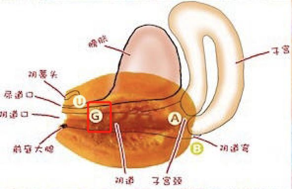 G点高潮