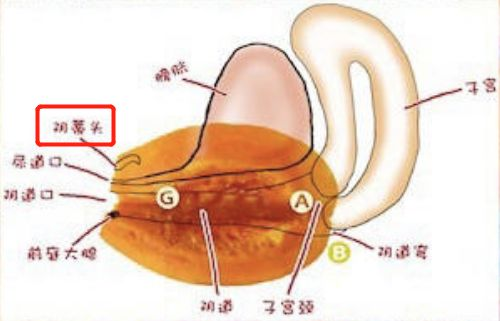 c點(陰蒂)高潮