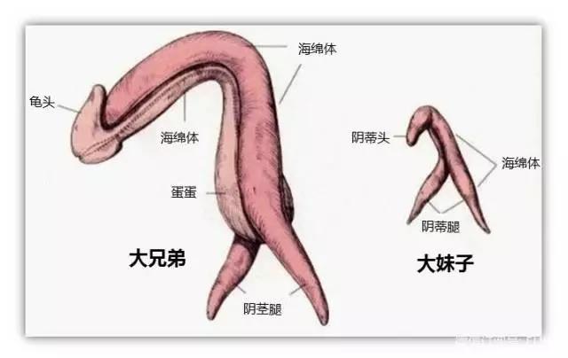 丁丁头=蜜豆