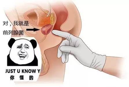 前列腺在哪儿