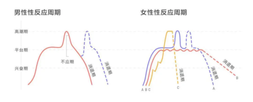 男女生的「性」反应周期