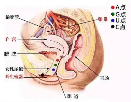 前穹窿在哪个位置图片图片