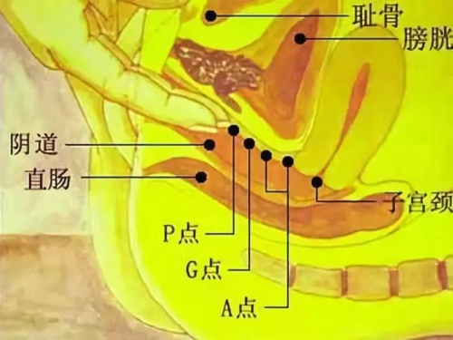 这么神奇的G点,在哪里?