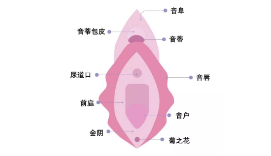阴道到底指什么?女人,请好好了解自己