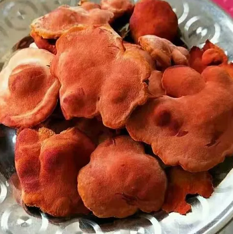 牛樟芝功效与作用是什么 牛樟芝的禁忌有哪些