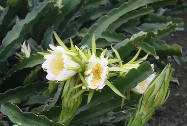 霸王花的功效与作用 霸王花炖骨头功效