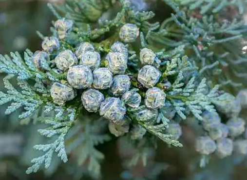 柏树籽的作用 柏树籽能泡水喝吗