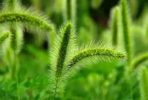狗尾巴草能吃吗 狗尾巴草的功效与作用