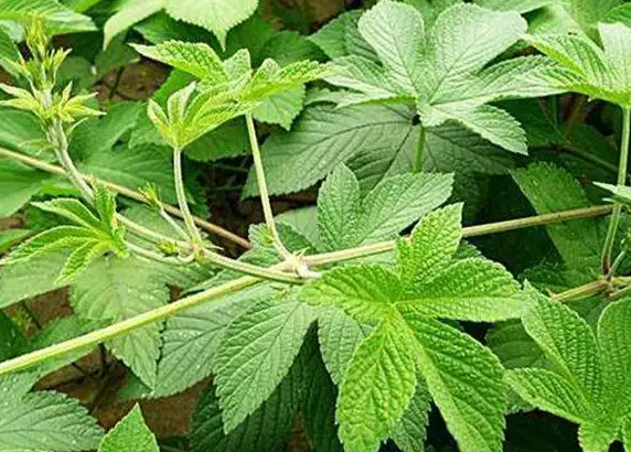 葎草的功效与作用 蕉草是什么