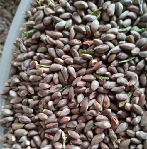 柏树籽的作用 柏树籽做枕头的功效