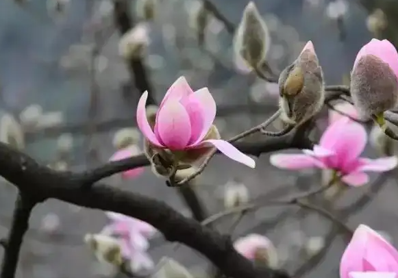 辛夷花的功效与作用有哪些 辛夷花治鼻炎