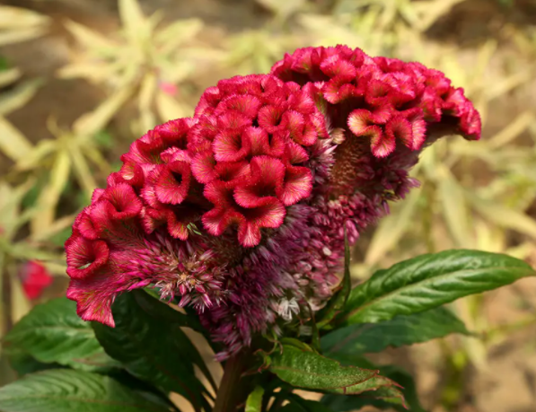 雞冠花功效與作用 雞冠花可以治療婦科病嗎