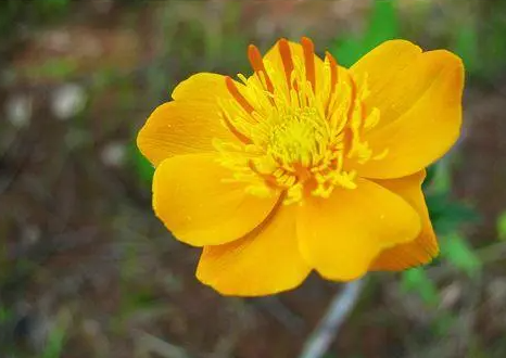 金莲花的功效与作用 金莲花的6大功效
