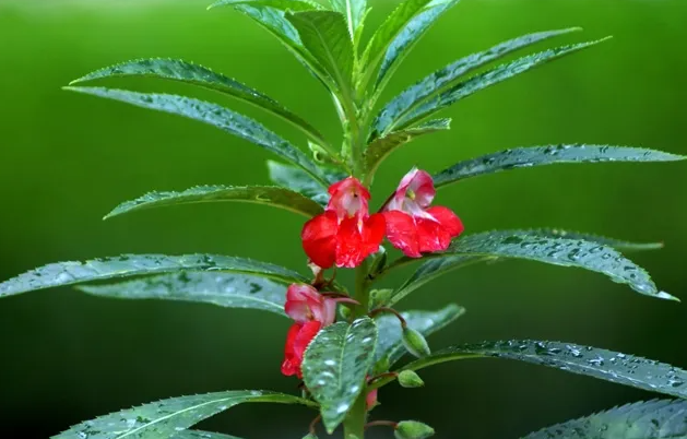 小刀红泡酒对风湿有治疗效果吗 小刀红可以治灰指甲吗
