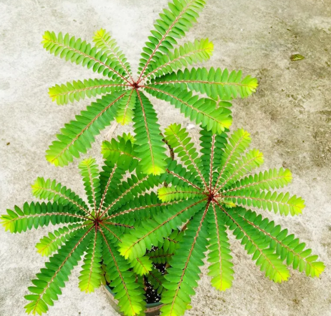 叶下珠的功效与作用 叶下珠能长期泡茶喝吗