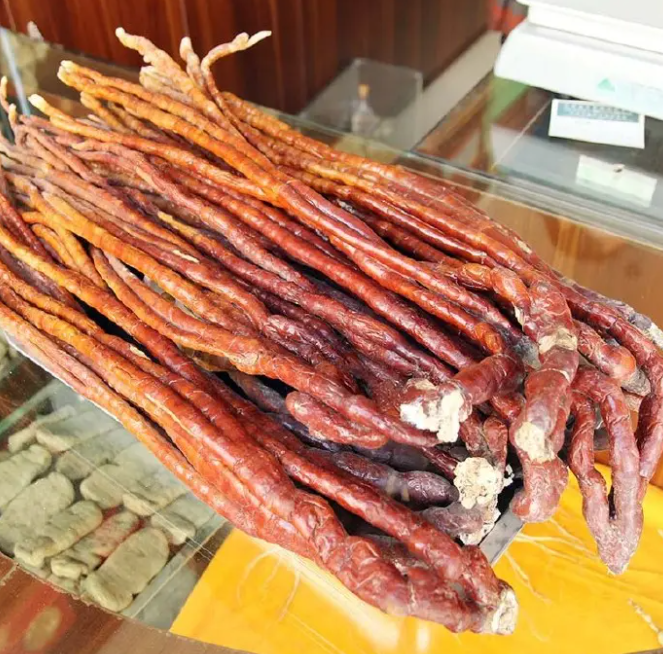 鹿角灵芝的功效与作用 鹿角灵芝怎么吃 