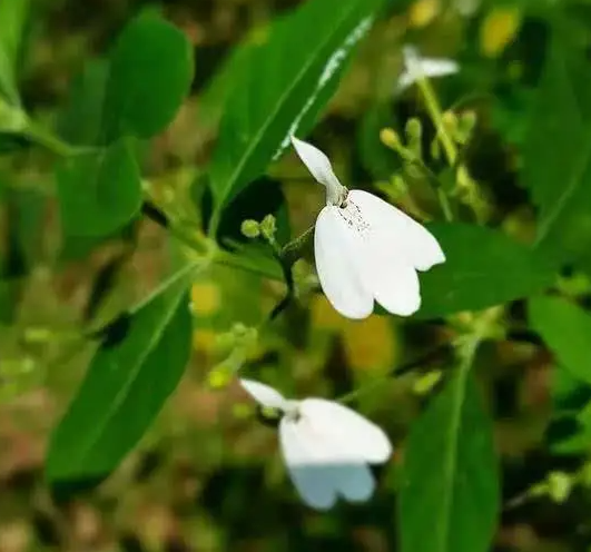 白鹤灵芝草的作用 白鹤灵芝草怎么食用