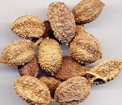 阳春砂的功效与作用 春砂仁能不能治胃寒