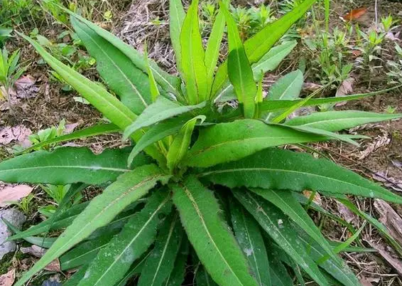 山莴苣的作用与功效 山莴苣可以吃吗